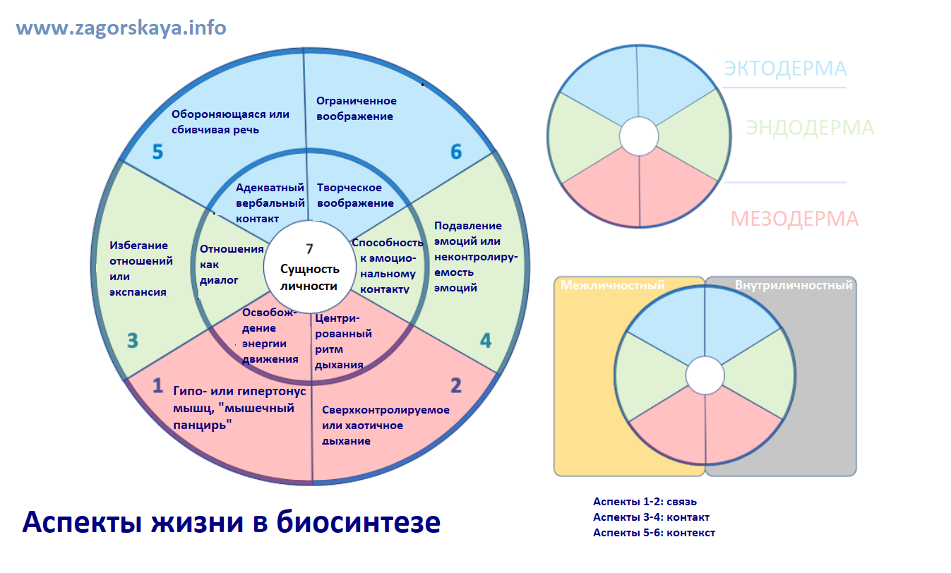 Биосинтез. - Сайт Марии Загорской